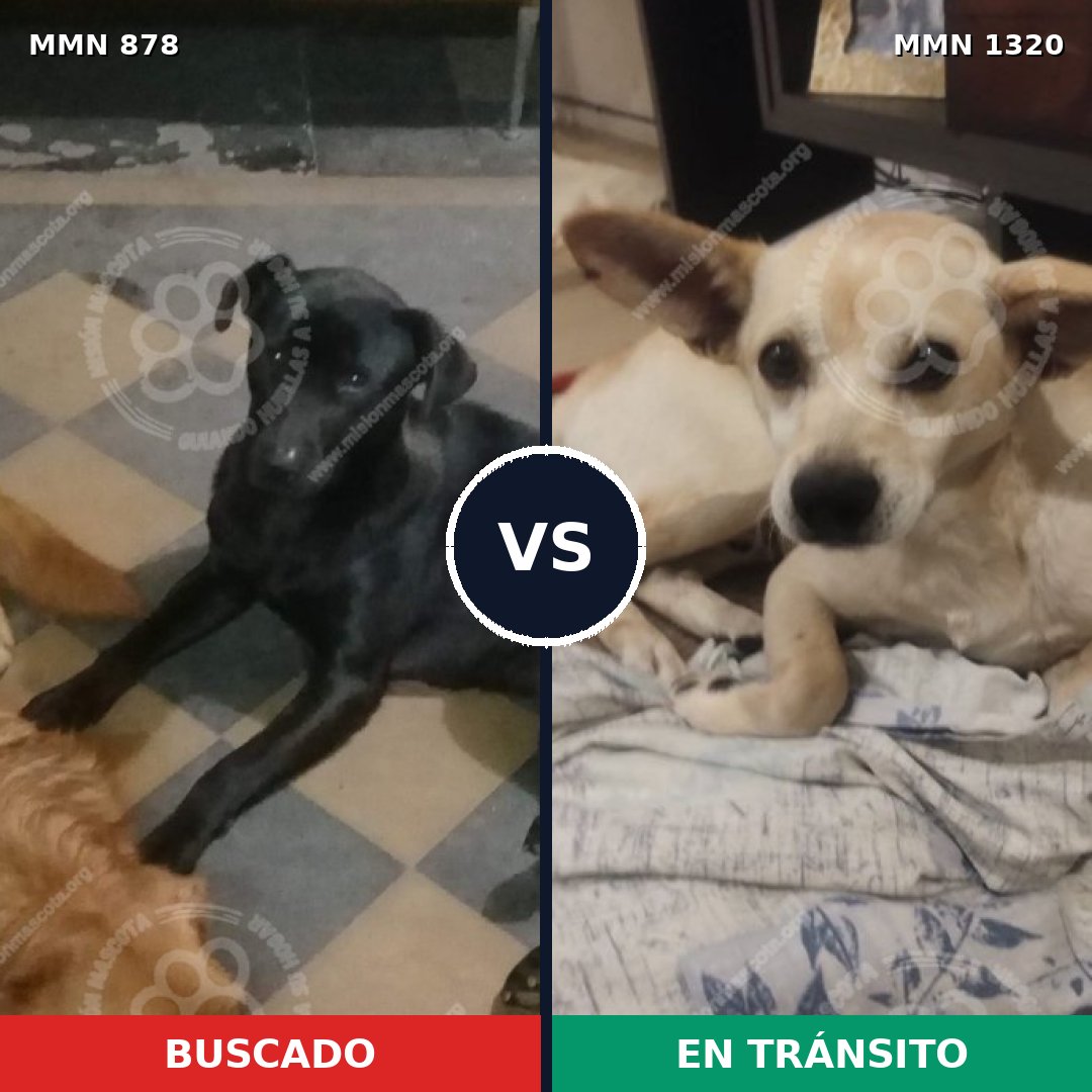 Comparativa MMS 22504: mascota perdida y mascota encontrada, 49% de similitud