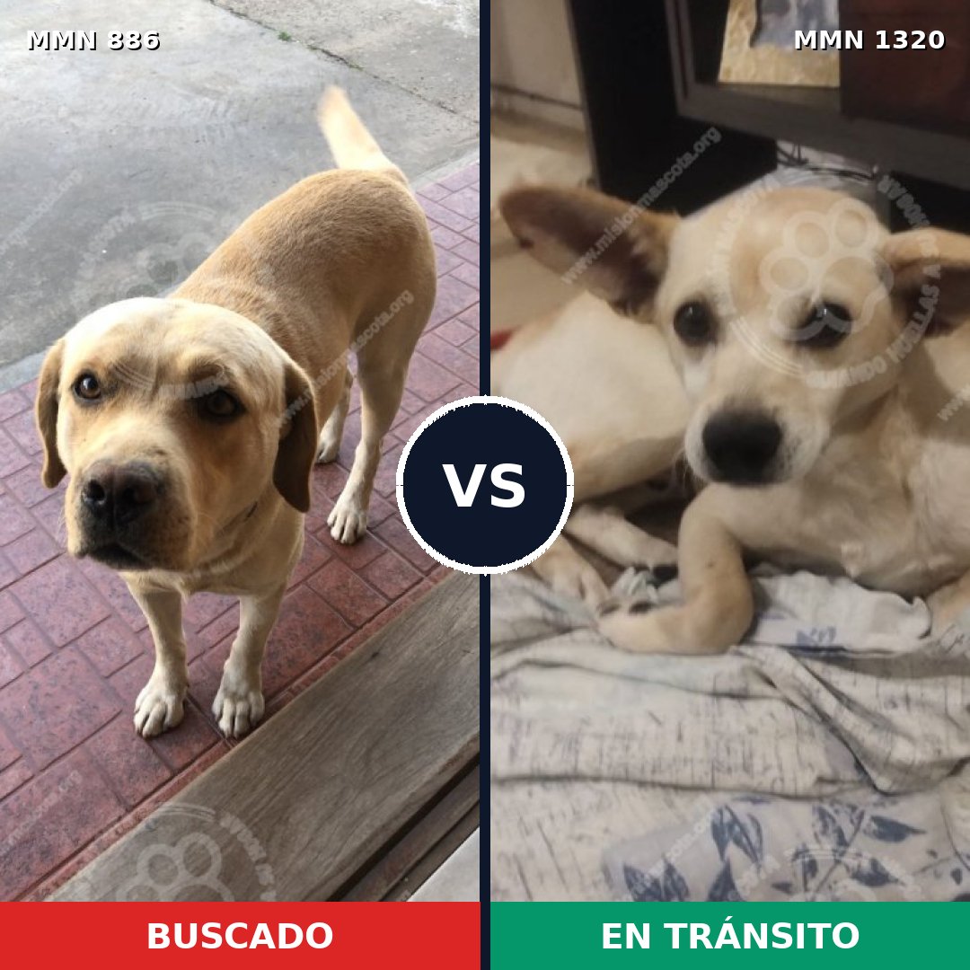 Comparativa MMS 22505: mascota perdida y mascota encontrada, 41% de similitud