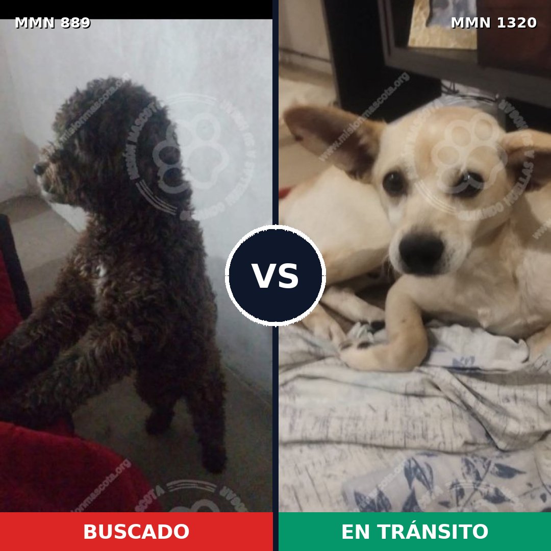 Comparativa MMS 22506: mascota perdida y mascota encontrada, 42% de similitud