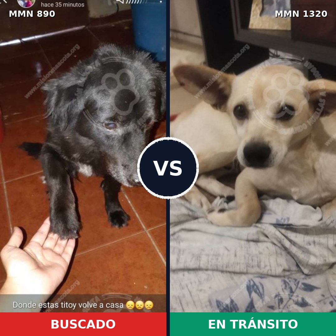 Comparativa MMS 22507: mascota perdida y mascota encontrada, 42% de similitud