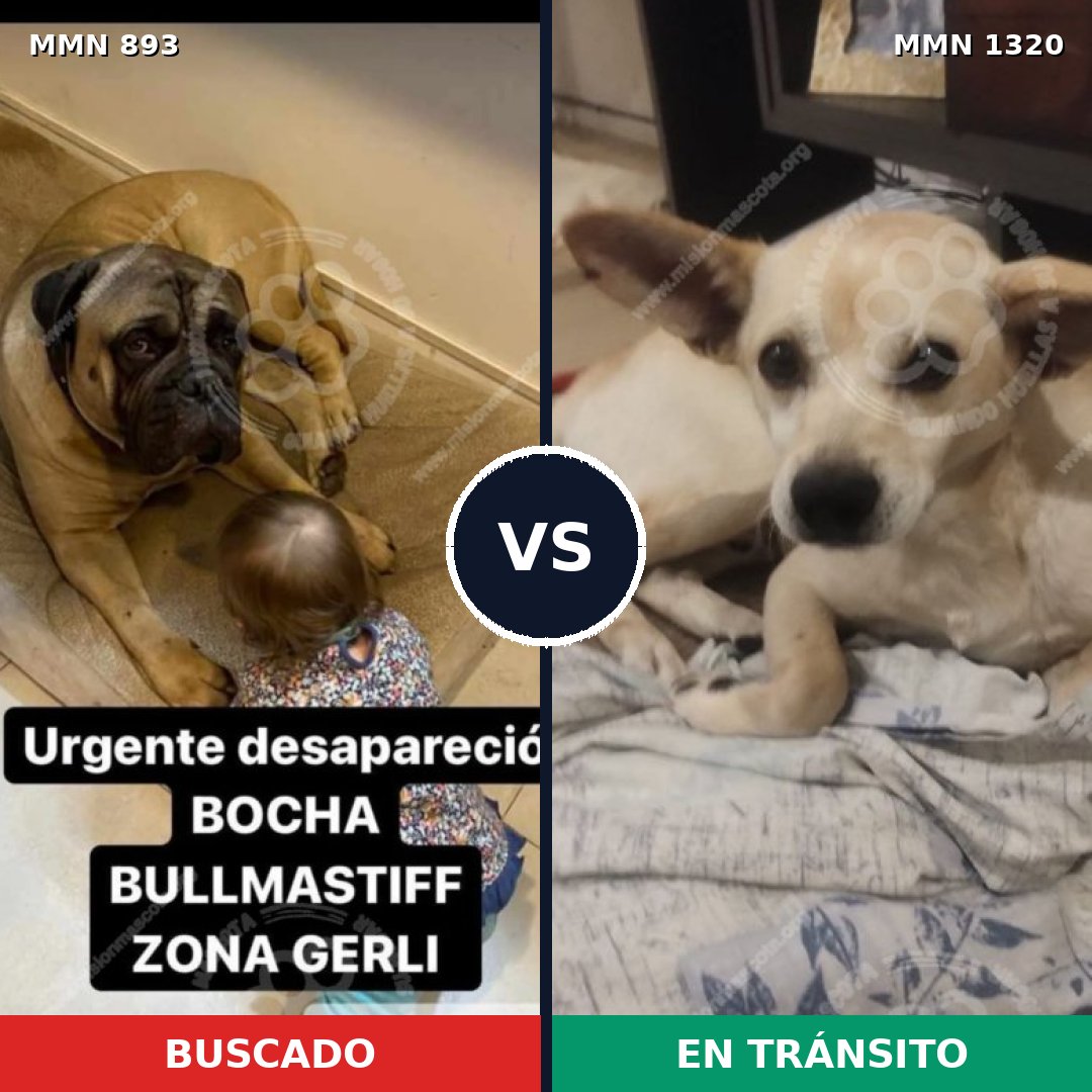 Comparativa MMS 22508: mascota perdida y mascota encontrada, 33% de similitud