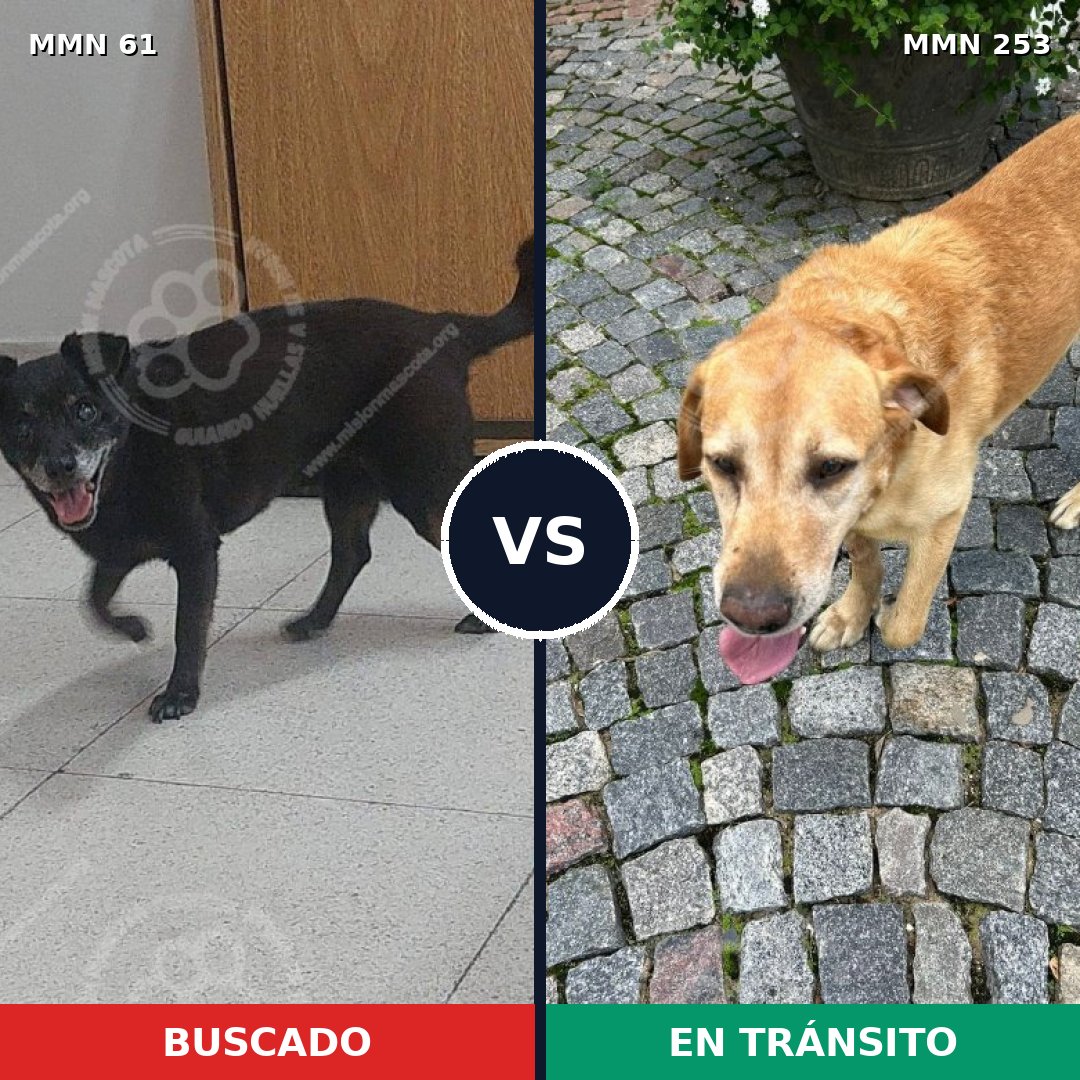 Comparativa MMS 2251: mascota perdida y mascota encontrada, 60% de similitud