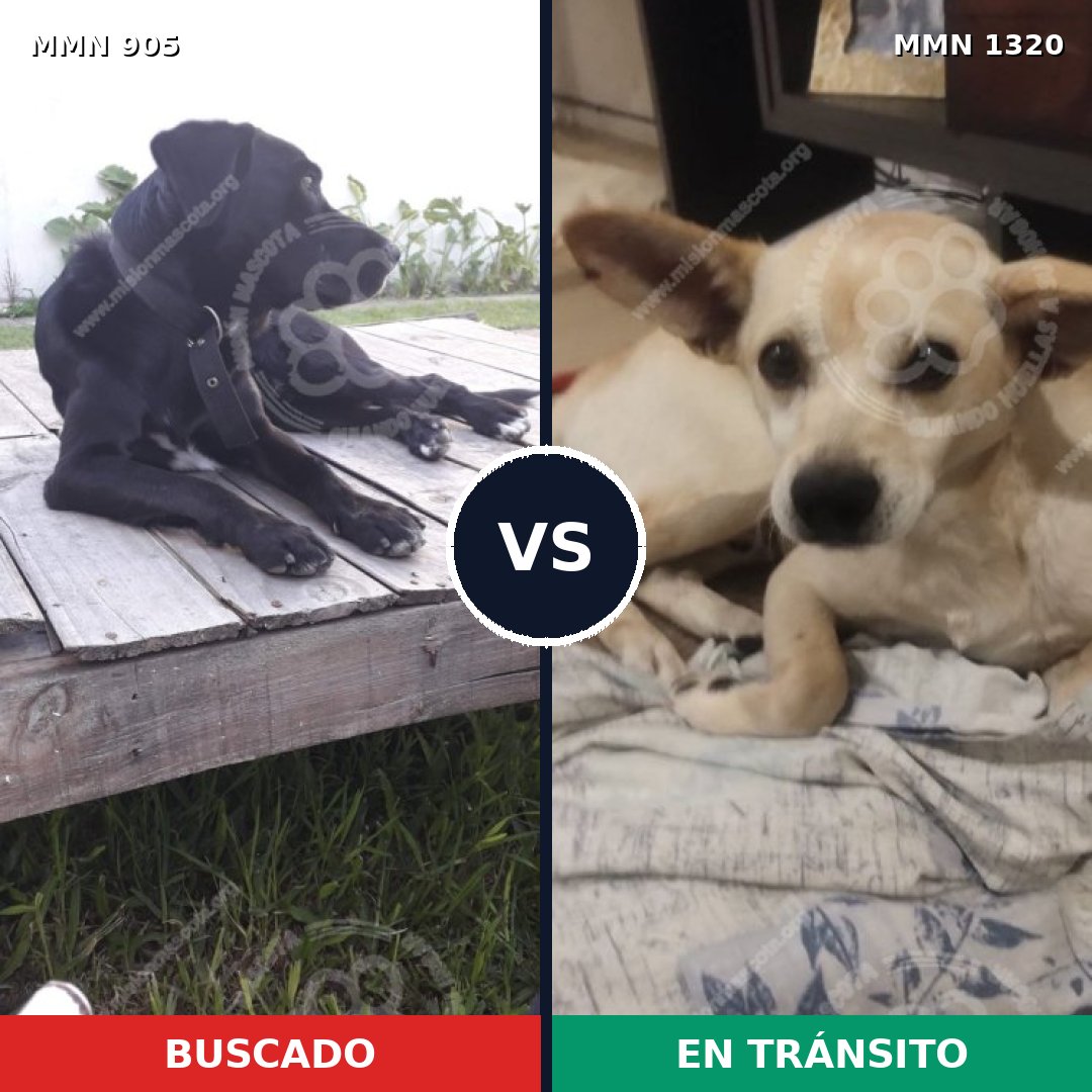 Comparativa MMS 22510: mascota perdida y mascota encontrada, 77% de similitud