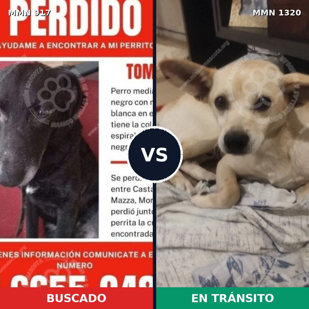 Comparativa MMS 22511: mascota perdida y mascota encontrada, 51% de similitud