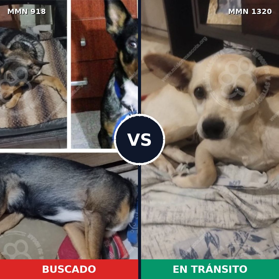 Comparativa MMS 22512: mascota perdida y mascota encontrada, 44% de similitud