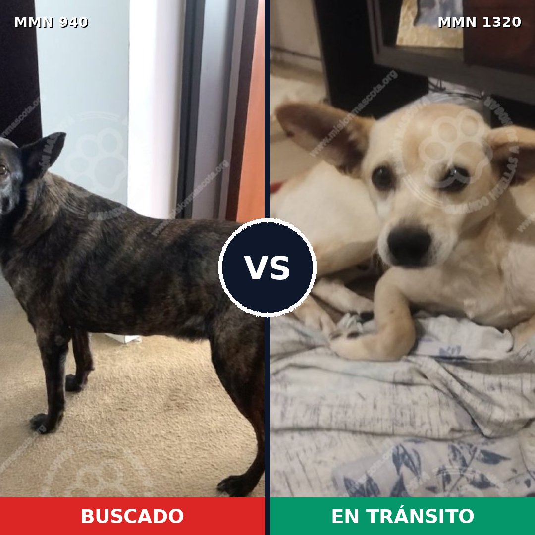 Comparativa MMS 22514: mascota perdida y mascota encontrada, 52% de similitud