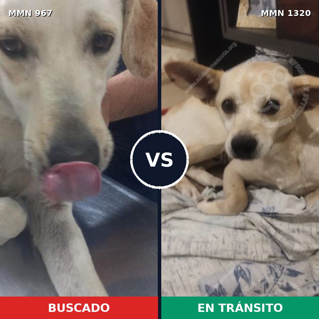 Comparativa MMS 22517: mascota perdida y mascota encontrada, 66% de similitud