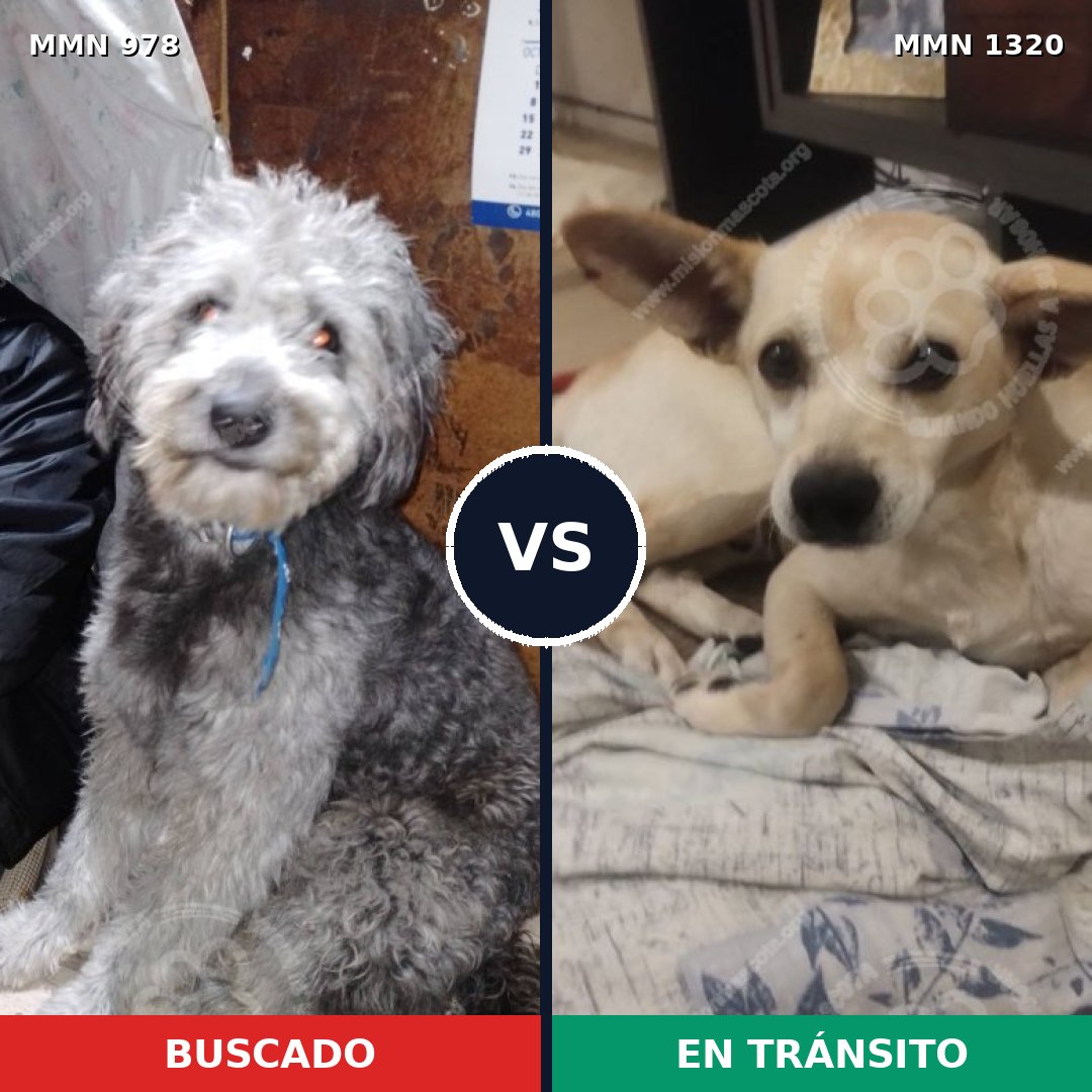 Comparativa MMS 22519: mascota perdida y mascota encontrada, 49% de similitud