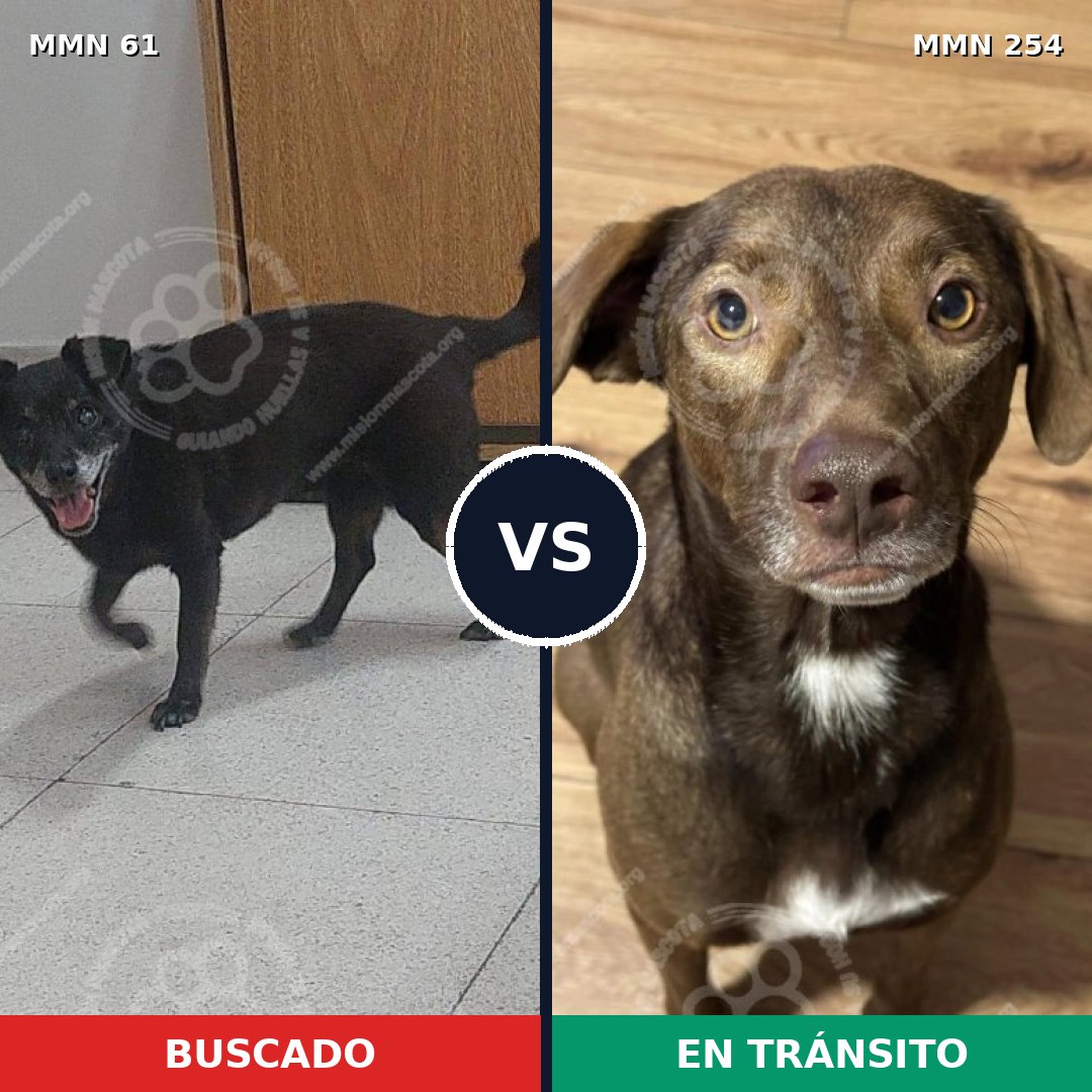 Comparativa MMS 2252: mascota perdida y mascota encontrada, 71% de similitud