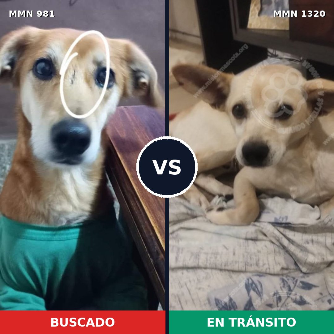 Comparativa MMS 22520: mascota perdida y mascota encontrada, 79% de similitud
