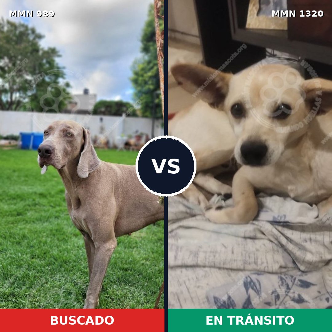 Comparativa MMS 22521: mascota perdida y mascota encontrada, 37% de similitud