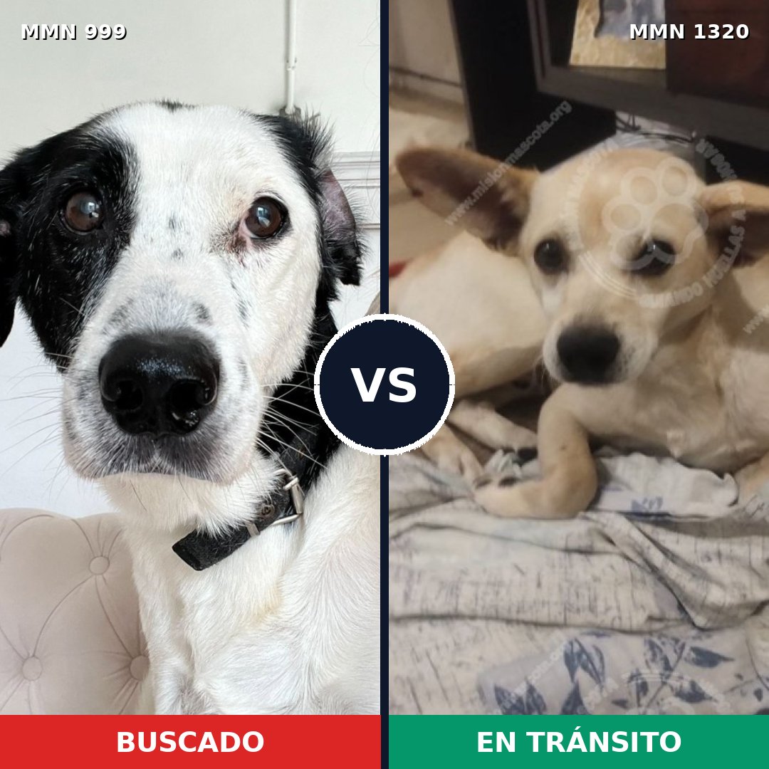 Comparativa MMS 22522: mascota perdida y mascota encontrada, 52% de similitud