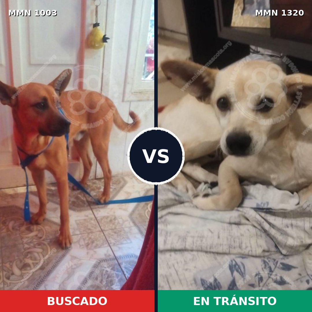 Comparativa MMS 22523: mascota perdida y mascota encontrada, 39% de similitud