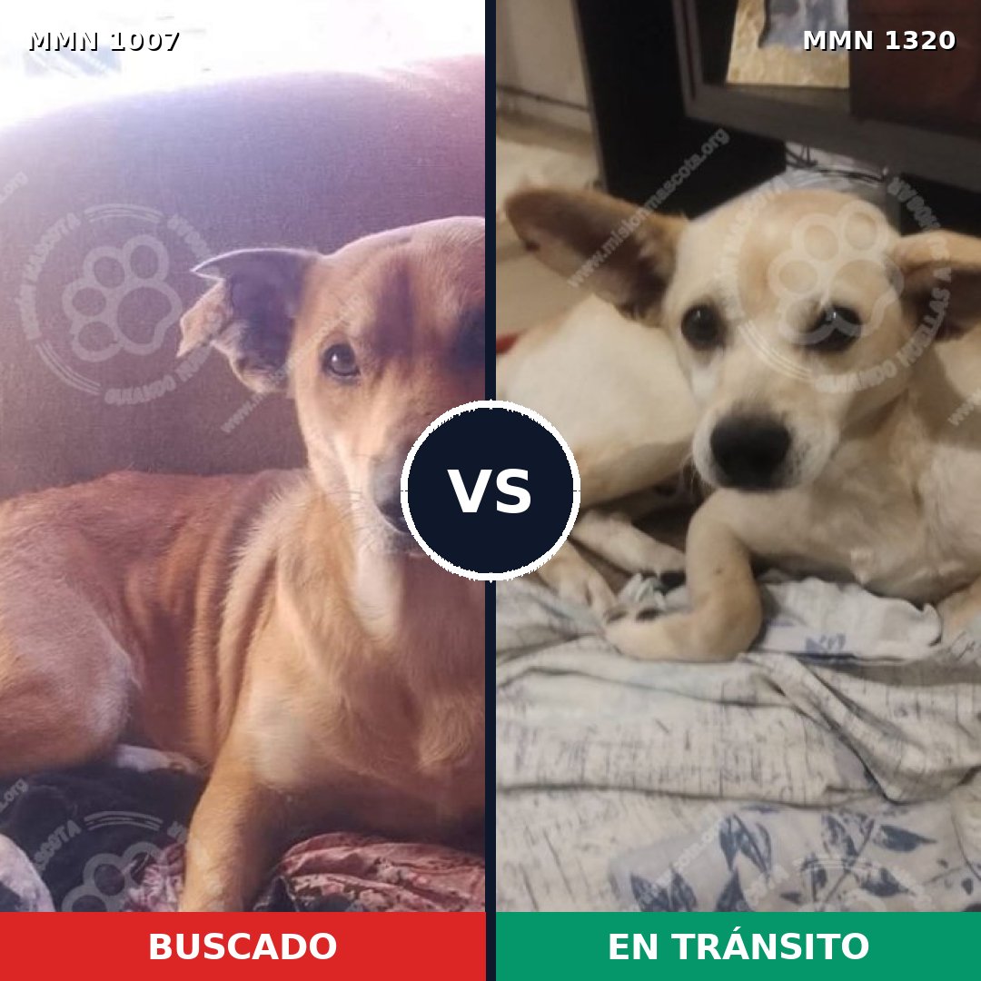 Comparativa MMS 22525: mascota perdida y mascota encontrada, 86% de similitud