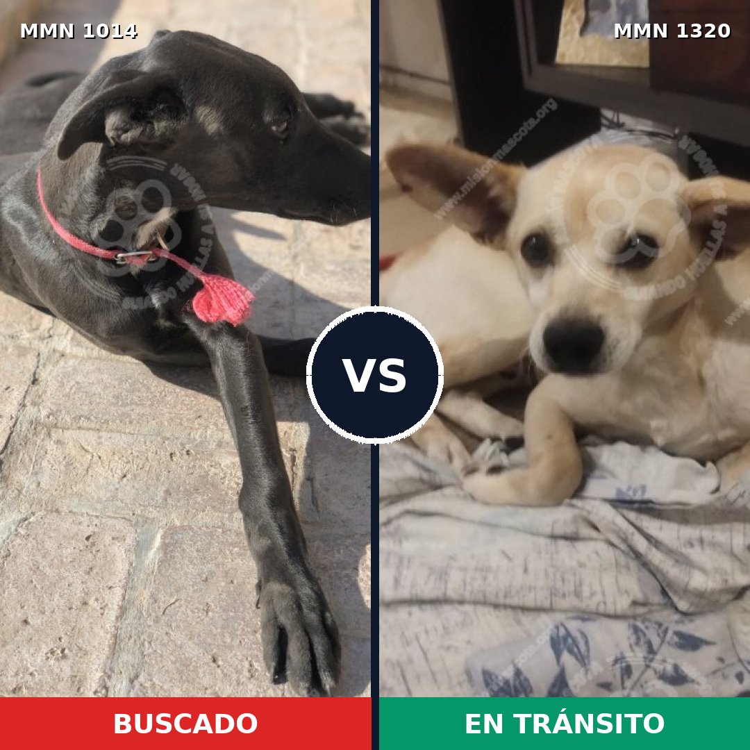 Comparativa MMS 22526: mascota perdida y mascota encontrada, 37% de similitud