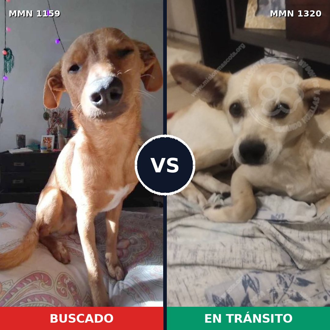 Comparativa MMS 22528: mascota perdida y mascota encontrada, 73% de similitud