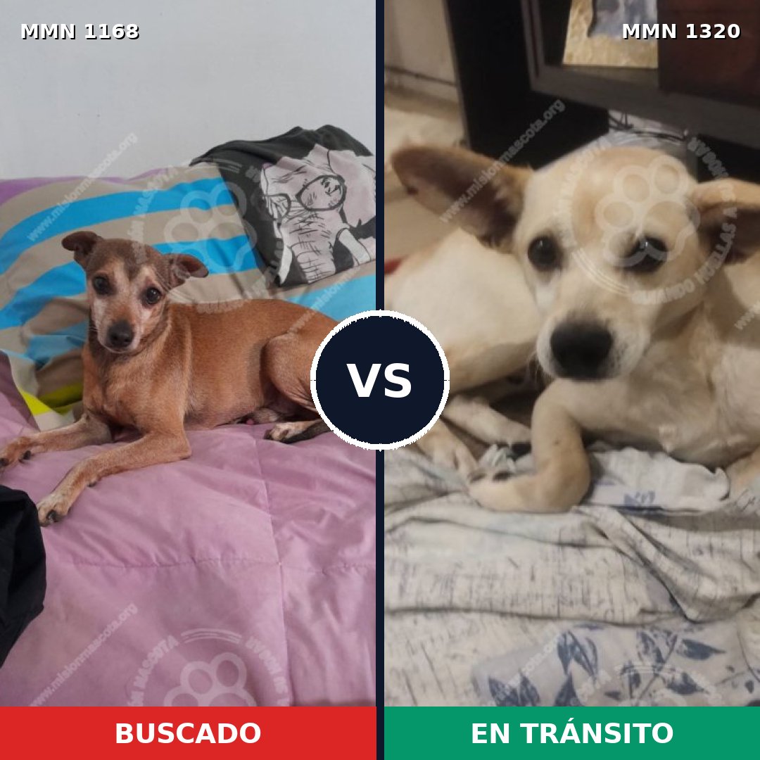 Comparativa MMS 22529: mascota perdida y mascota encontrada, 45% de similitud