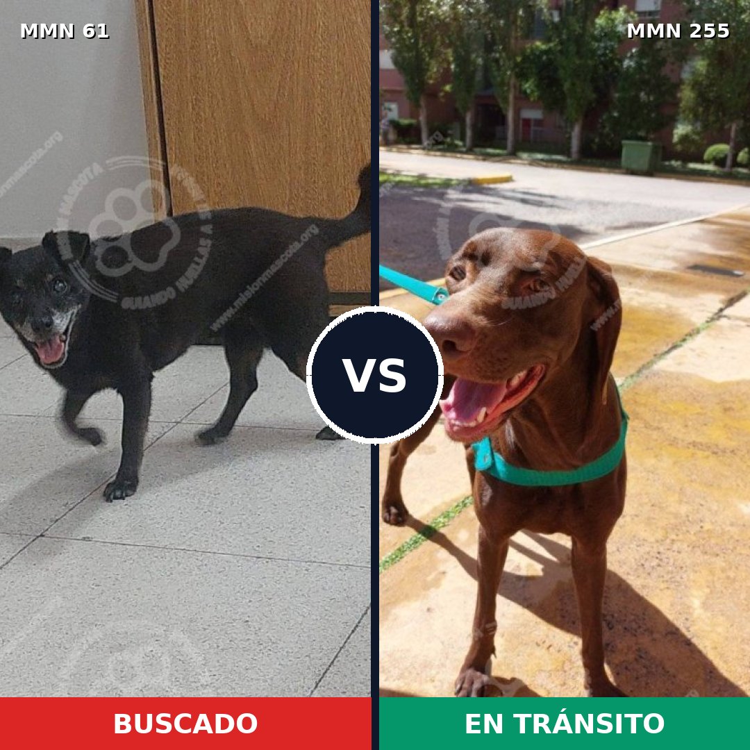 Comparativa MMS 2253: mascota perdida y mascota encontrada, 58% de similitud