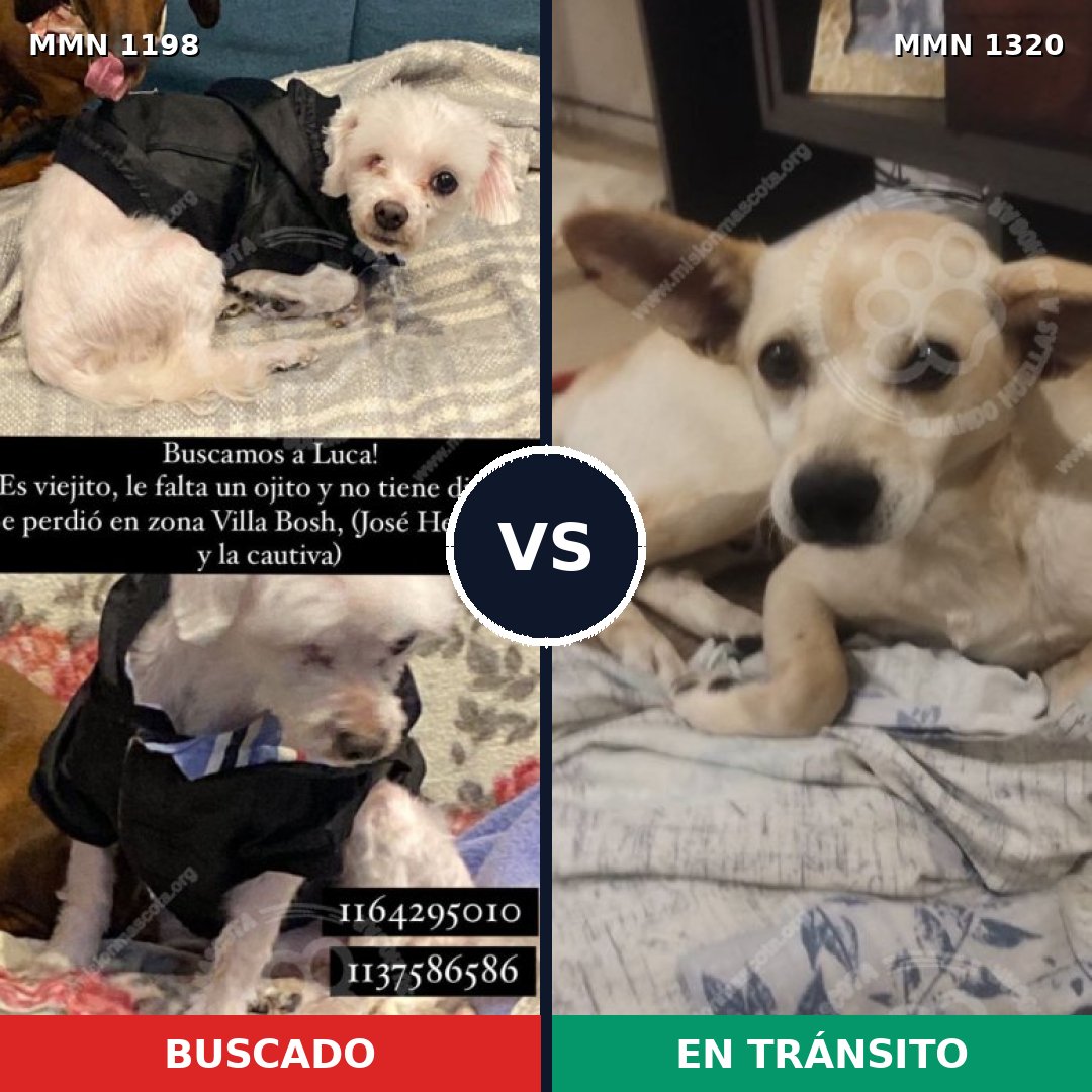 Comparativa MMS 22530: mascota perdida y mascota encontrada, 44% de similitud