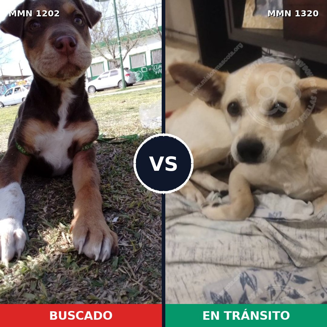 Comparativa MMS 22531: mascota perdida y mascota encontrada, 43% de similitud