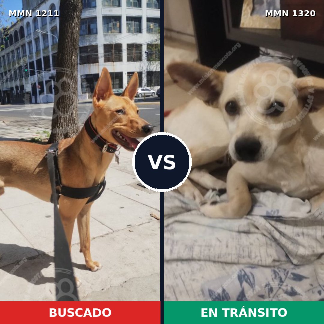 Comparativa MMS 22532: mascota perdida y mascota encontrada, 86% de similitud