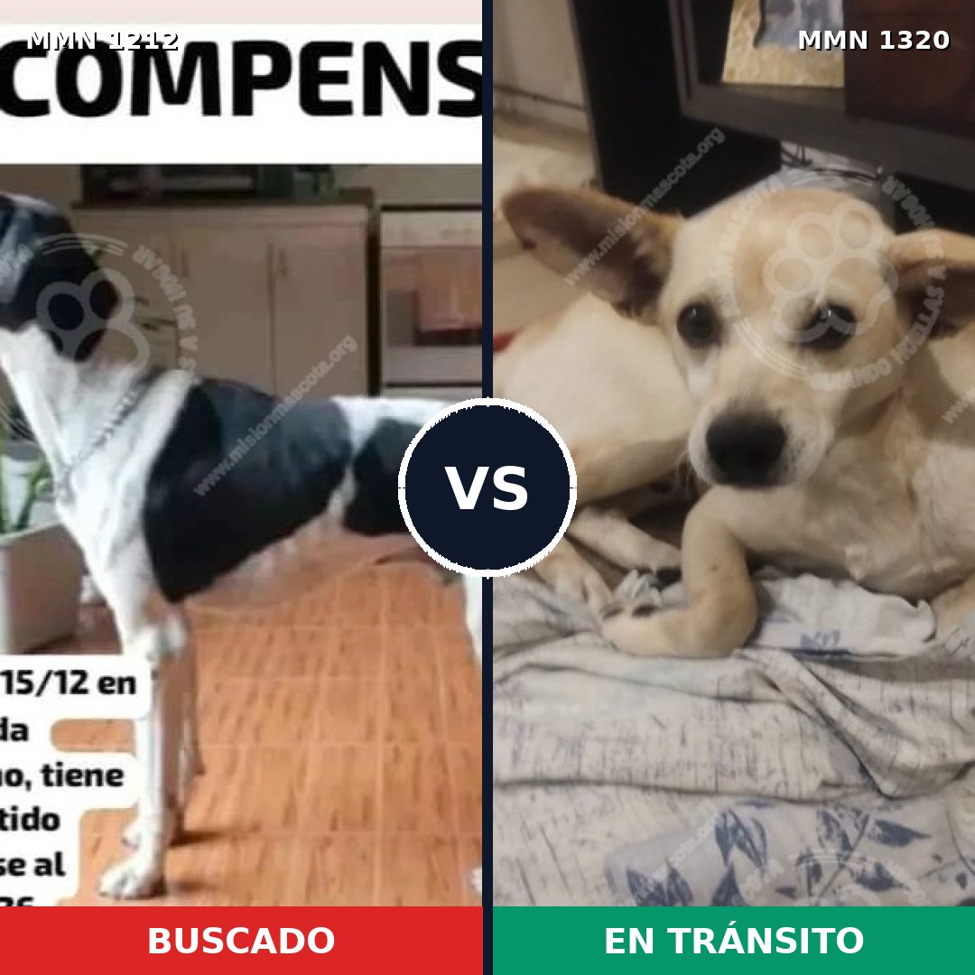 Comparativa MMS 22533: mascota perdida y mascota encontrada, 37% de similitud
