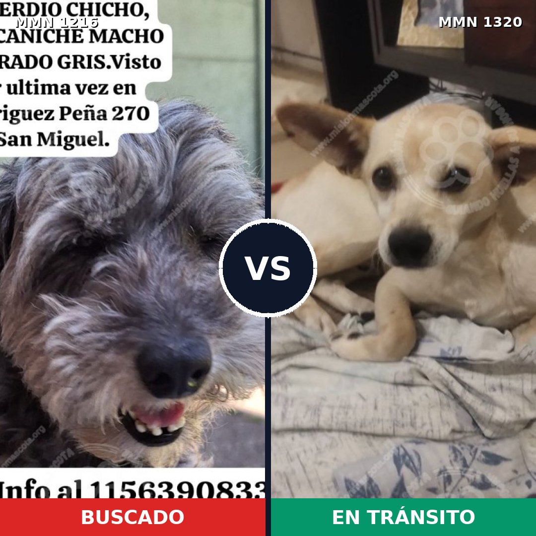 Comparativa MMS 22534: mascota perdida y mascota encontrada, 49% de similitud