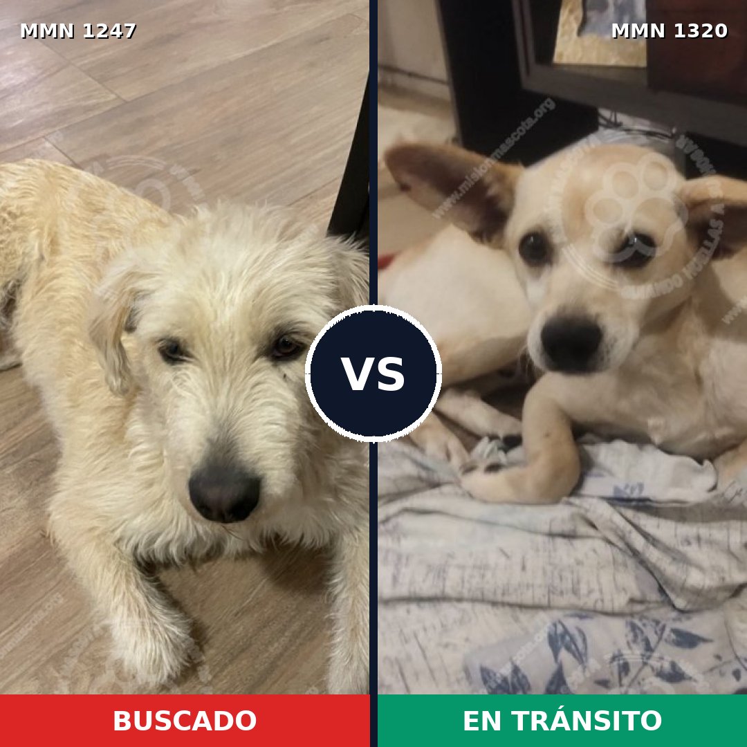 Comparativa MMS 22536: mascota perdida y mascota encontrada, 79% de similitud