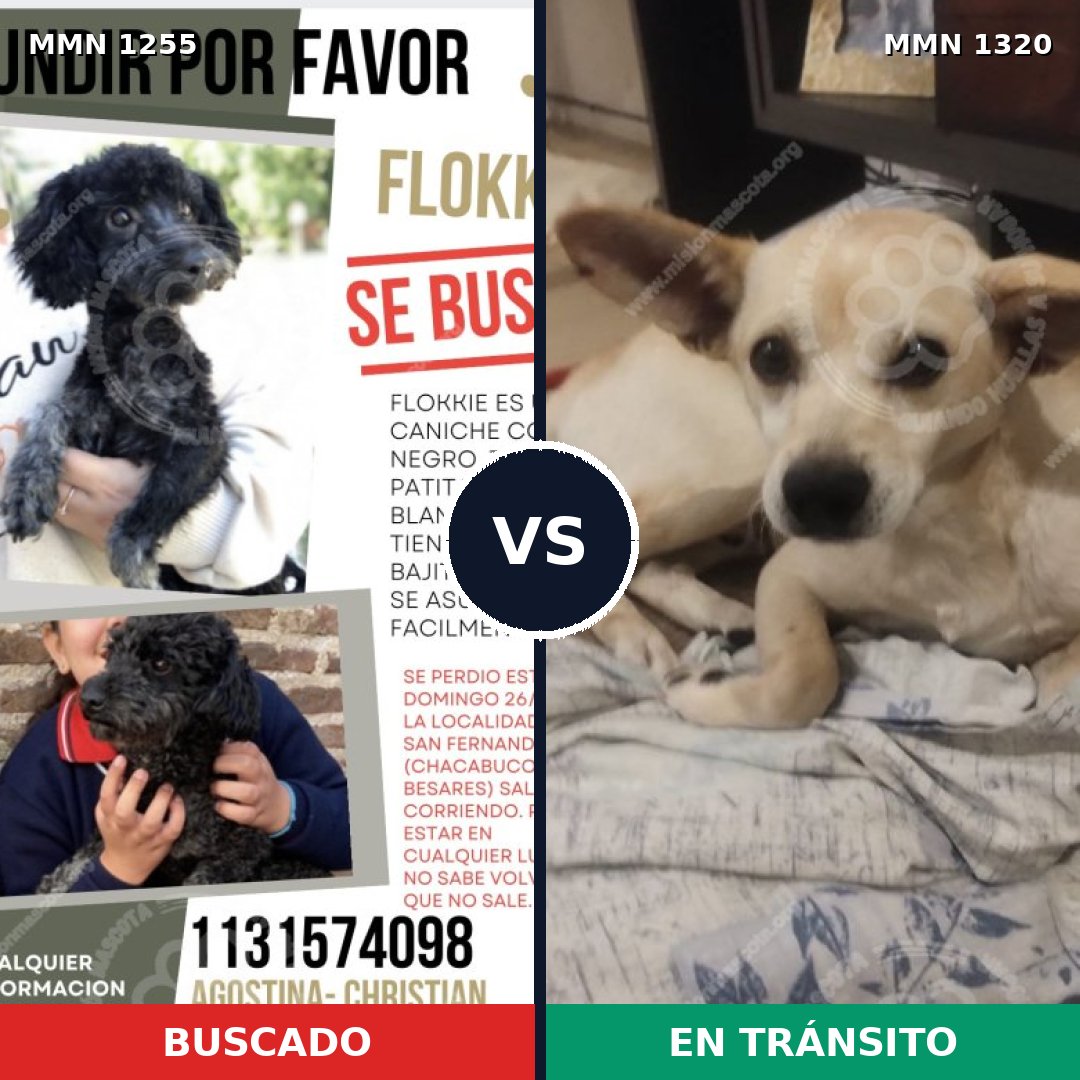 Comparativa MMS 22537: mascota perdida y mascota encontrada, 34% de similitud