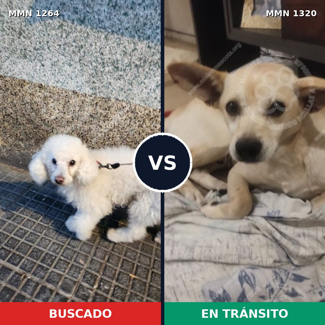 Comparativa MMS 22539: mascota perdida y mascota encontrada, 44% de similitud