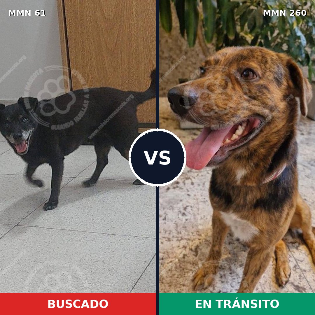 Comparativa MMS 2254: mascota perdida y mascota encontrada, 72% de similitud