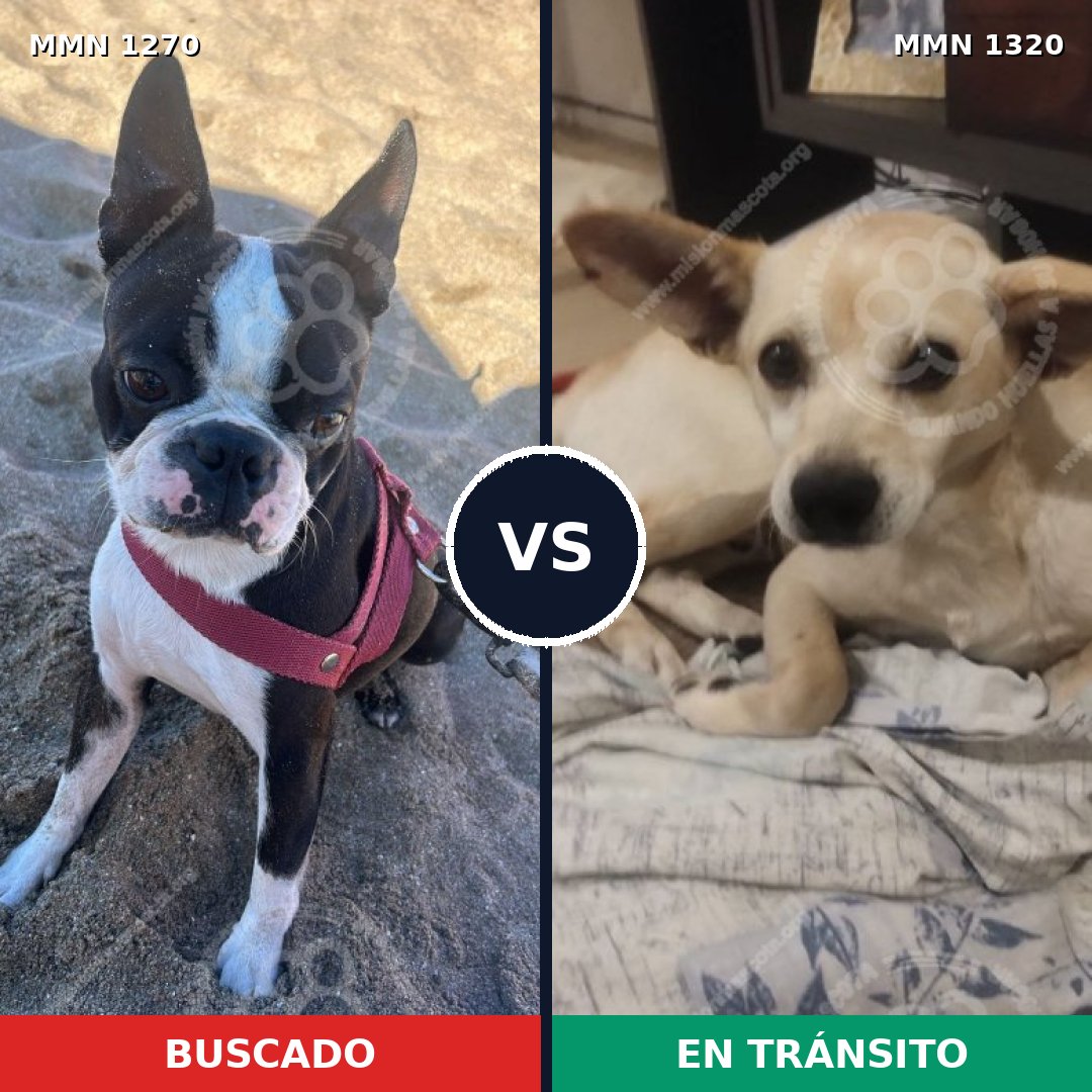 Comparativa MMS 22540: mascota perdida y mascota encontrada, 40% de similitud