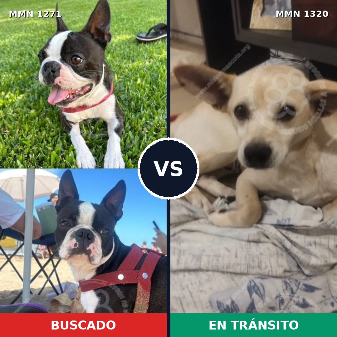 Comparativa MMS 22541: mascota perdida y mascota encontrada, 41% de similitud