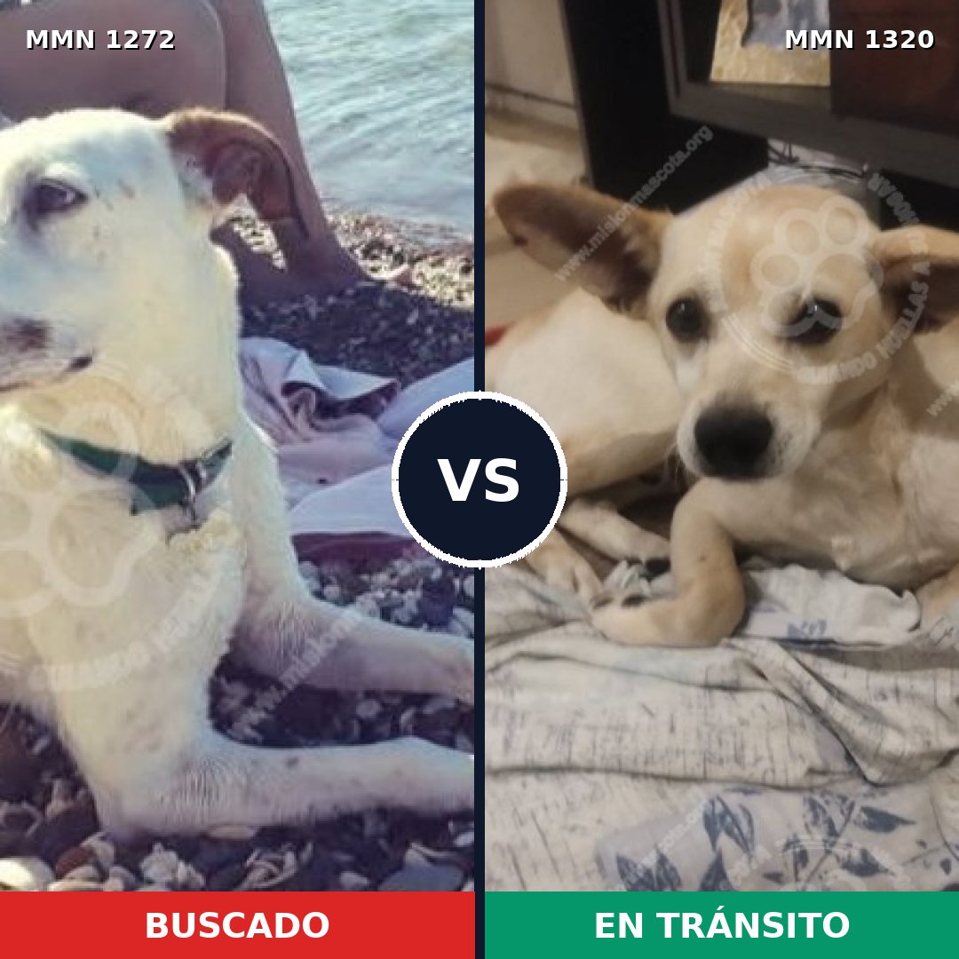 Comparativa MMS 22542: mascota perdida y mascota encontrada, 70% de similitud