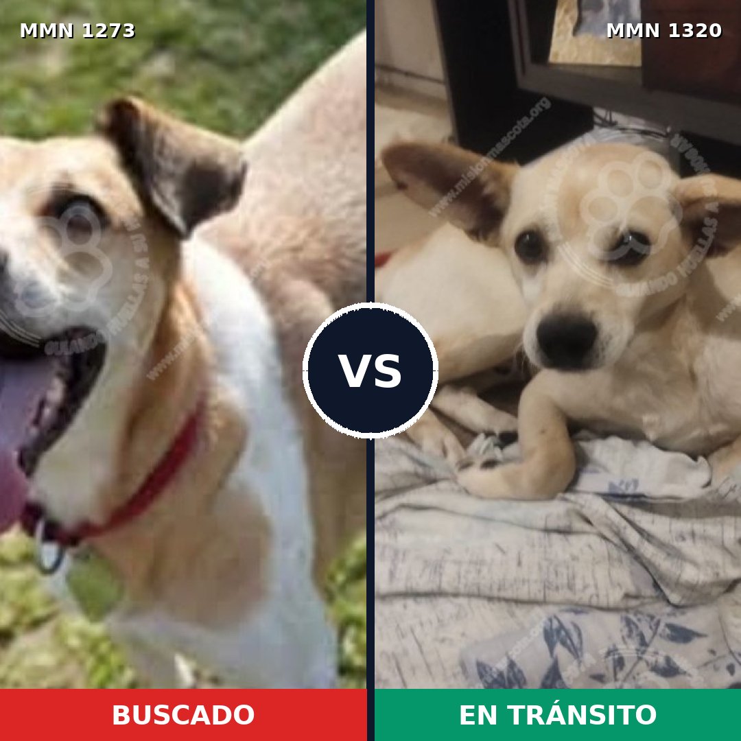 Comparativa MMS 22543: mascota perdida y mascota encontrada, 77% de similitud
