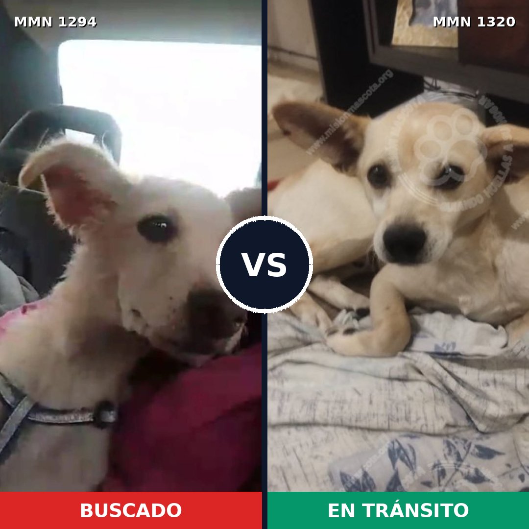Comparativa MMS 22547: mascota perdida y mascota encontrada, 77% de similitud
