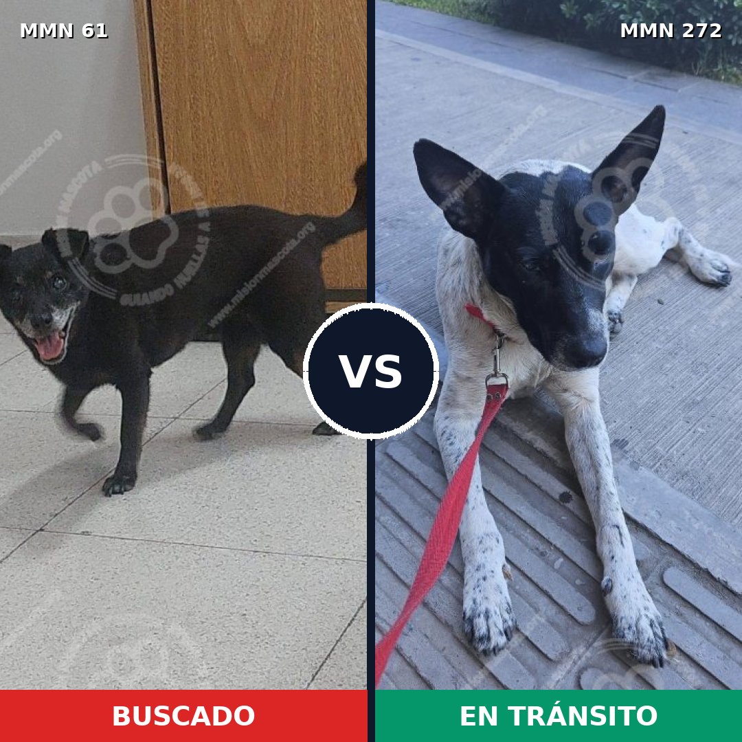 Comparativa MMS 2255: mascota perdida y mascota encontrada, 69% de similitud