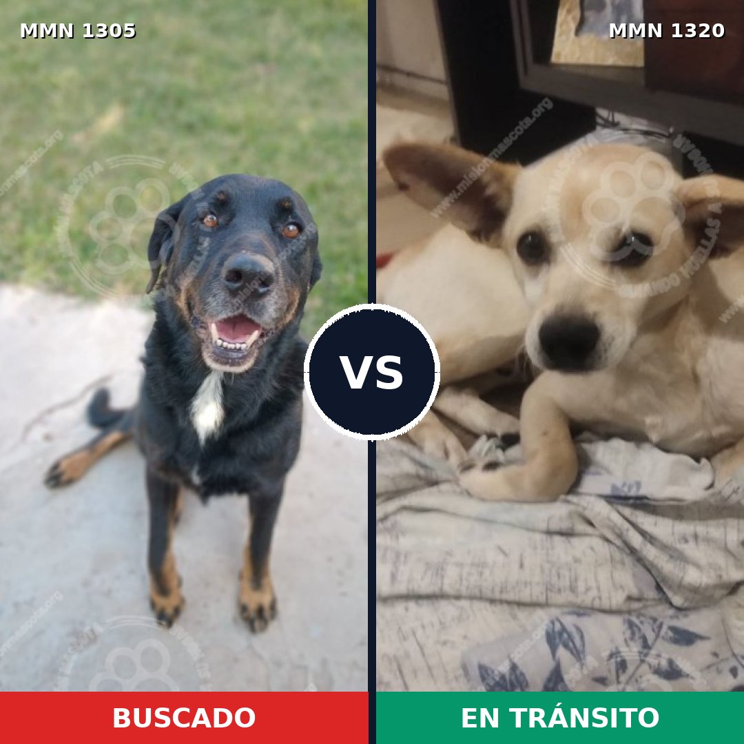 Comparativa MMS 22551: mascota perdida y mascota encontrada, 57% de similitud