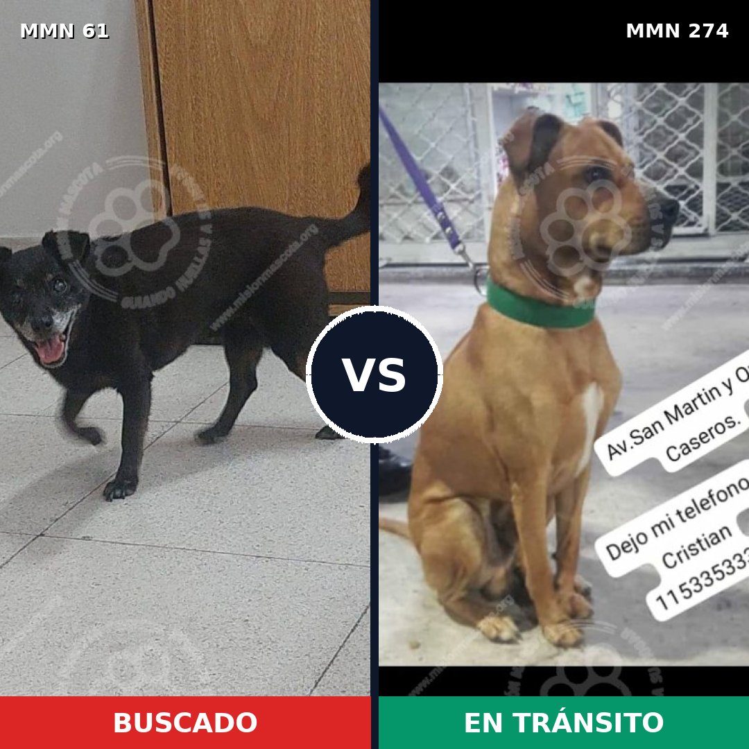 Comparativa MMS 2256: mascota perdida y mascota encontrada, 73% de similitud