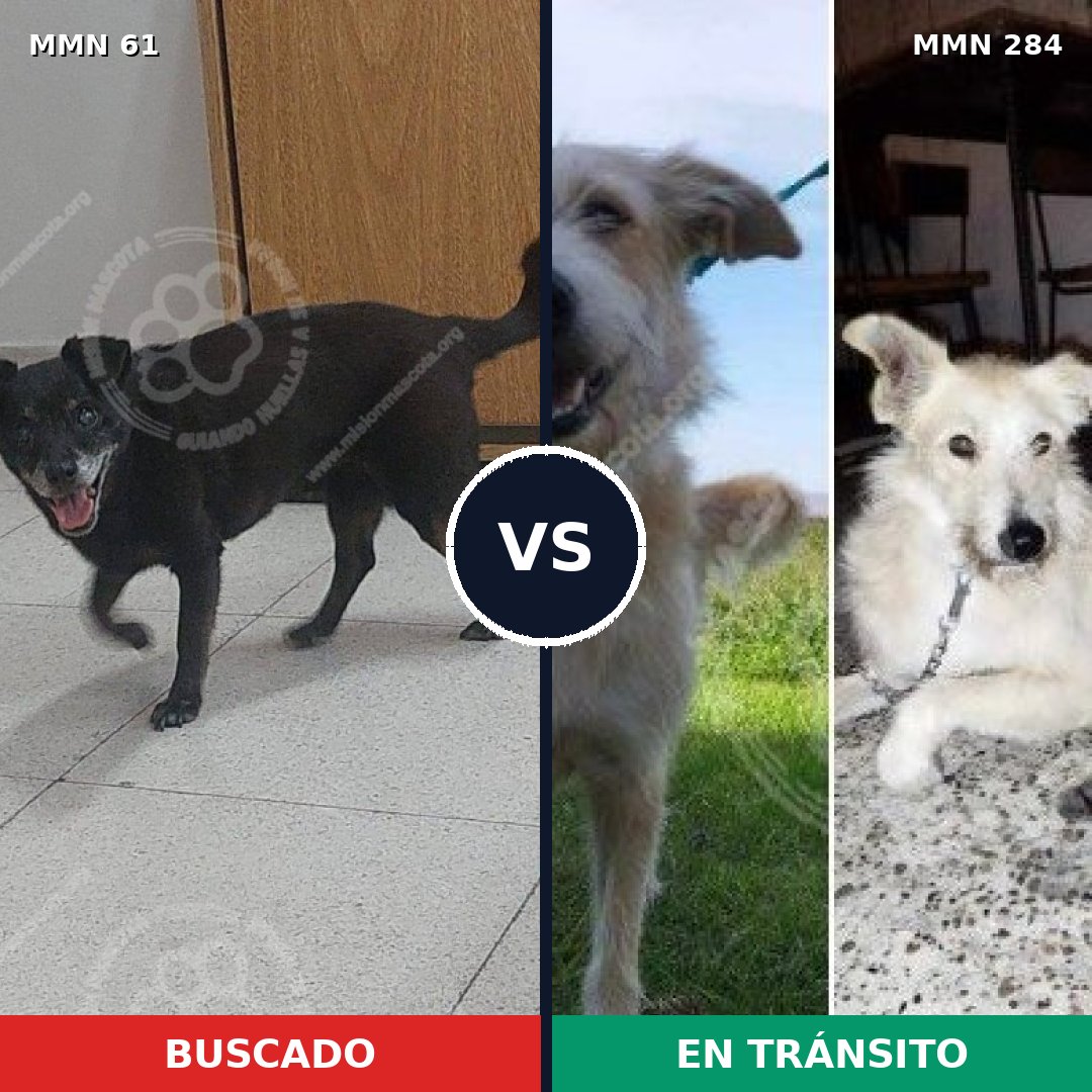 Comparativa MMS 2257: mascota perdida y mascota encontrada, 71% de similitud