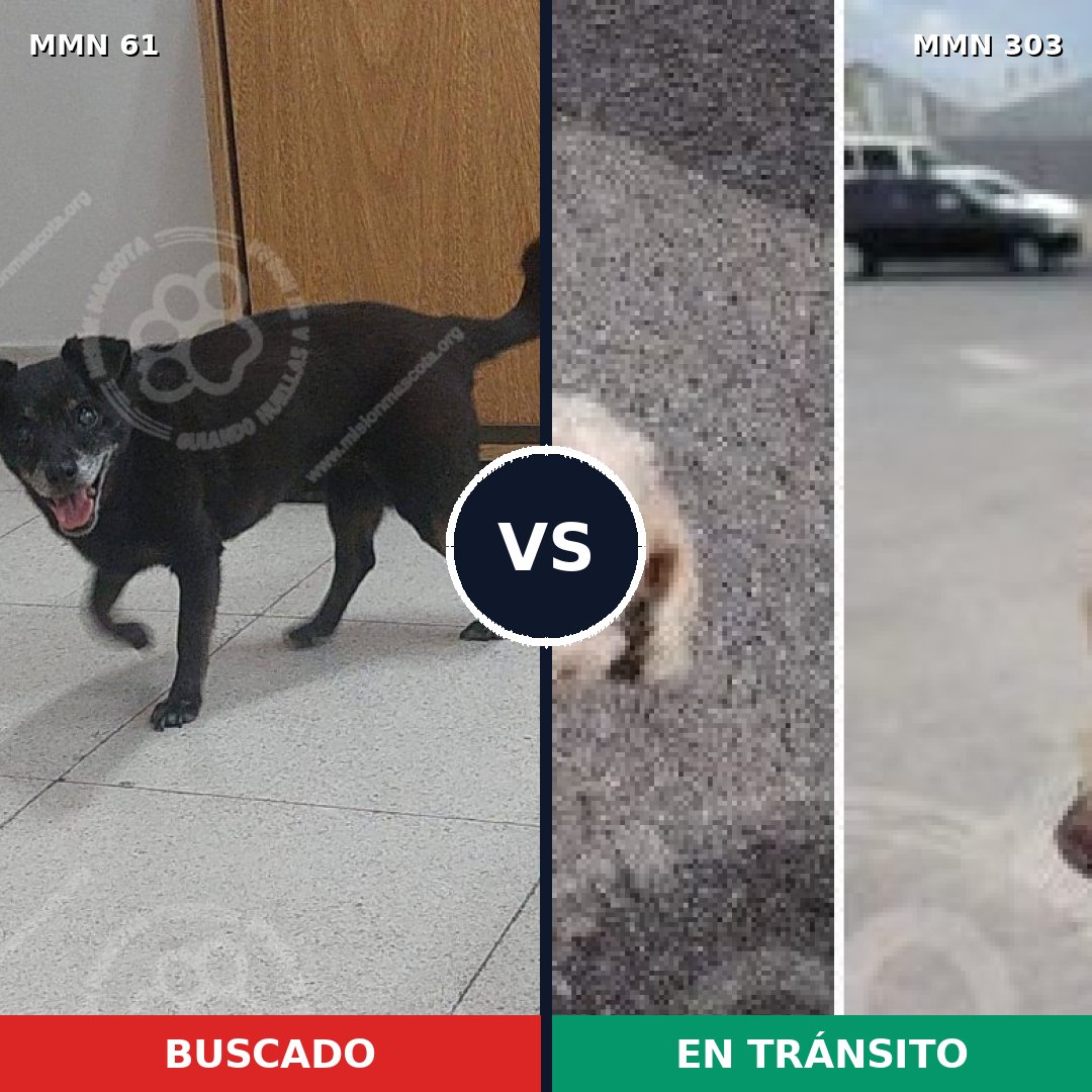 Comparativa MMS 2258: mascota perdida y mascota encontrada, 28% de similitud