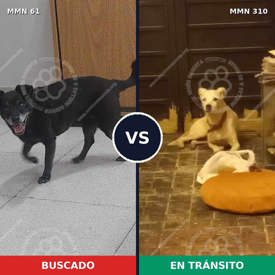 Comparativa MMS 2259: mascota perdida y mascota encontrada, 69% de similitud