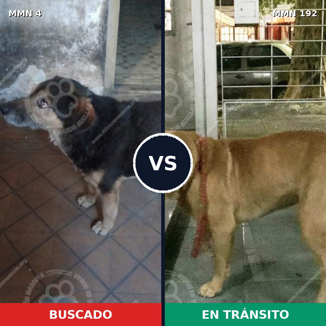 Comparativa MMS 226: mascota perdida y mascota encontrada, 58% de similitud