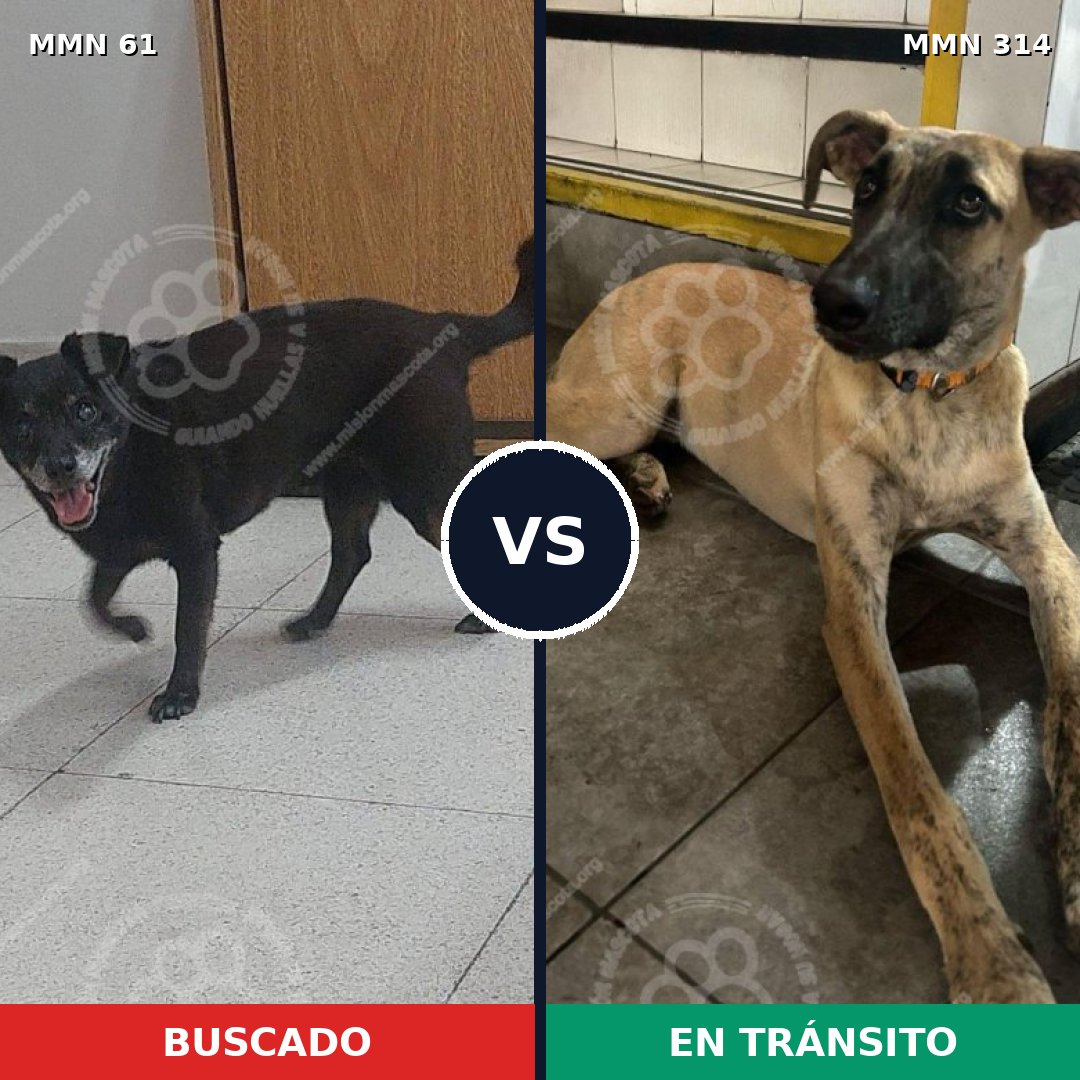 Comparativa MMS 2260: mascota perdida y mascota encontrada, 61% de similitud