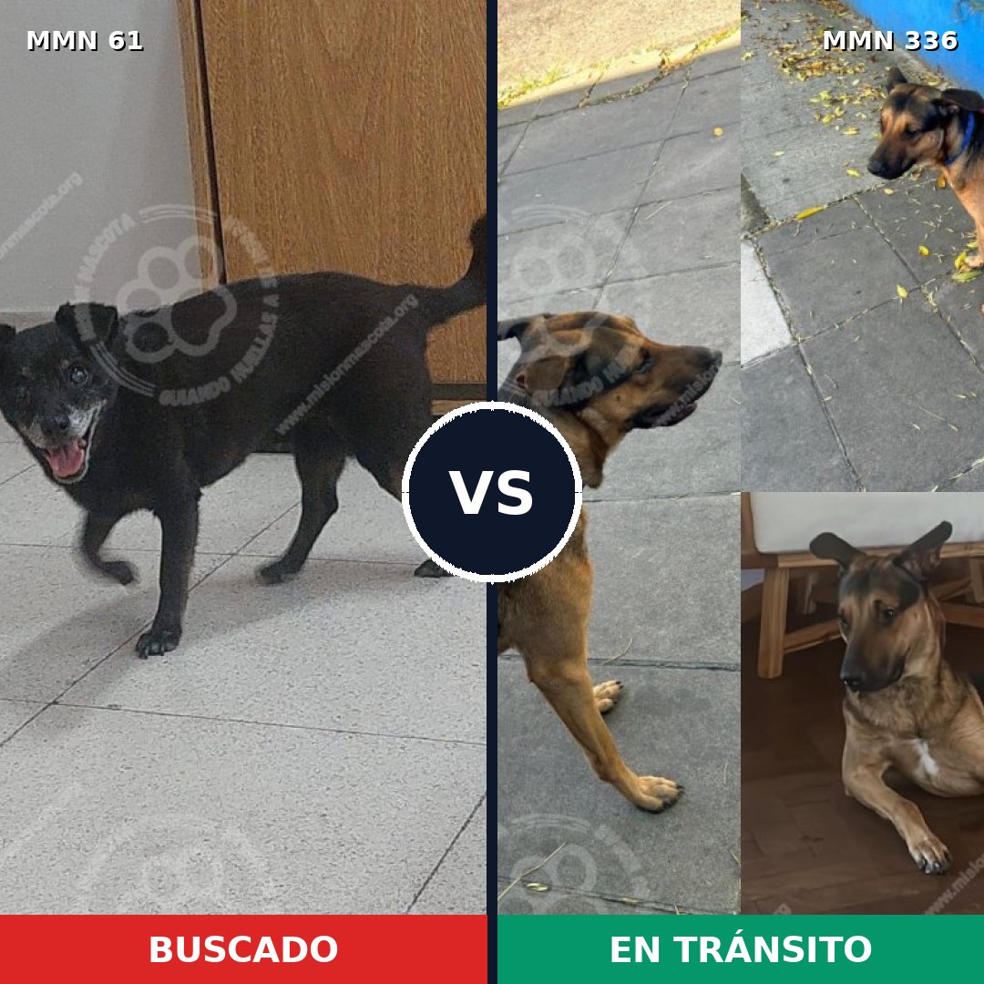 Comparativa MMS 2261: mascota perdida y mascota encontrada, 82% de similitud