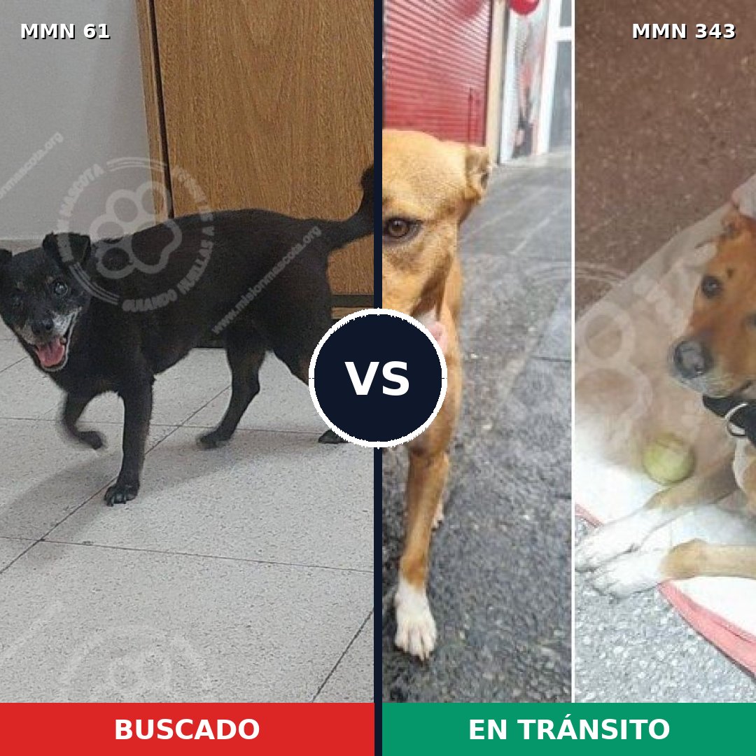Comparativa MMS 2262: mascota perdida y mascota encontrada, 69% de similitud
