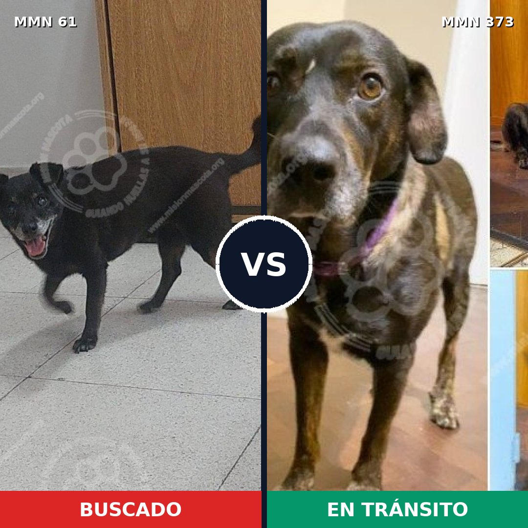 Comparativa MMS 2264: mascota perdida y mascota encontrada, 66% de similitud