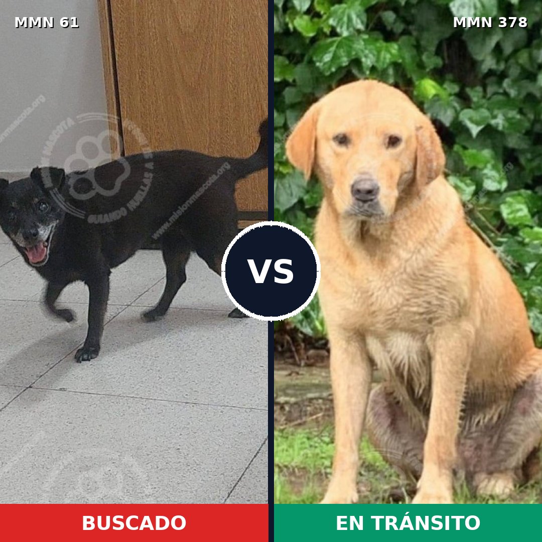 Comparativa MMS 2266: mascota perdida y mascota encontrada, 30% de similitud