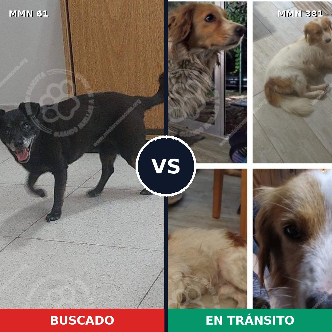 Comparativa MMS 2267: mascota perdida y mascota encontrada, 70% de similitud