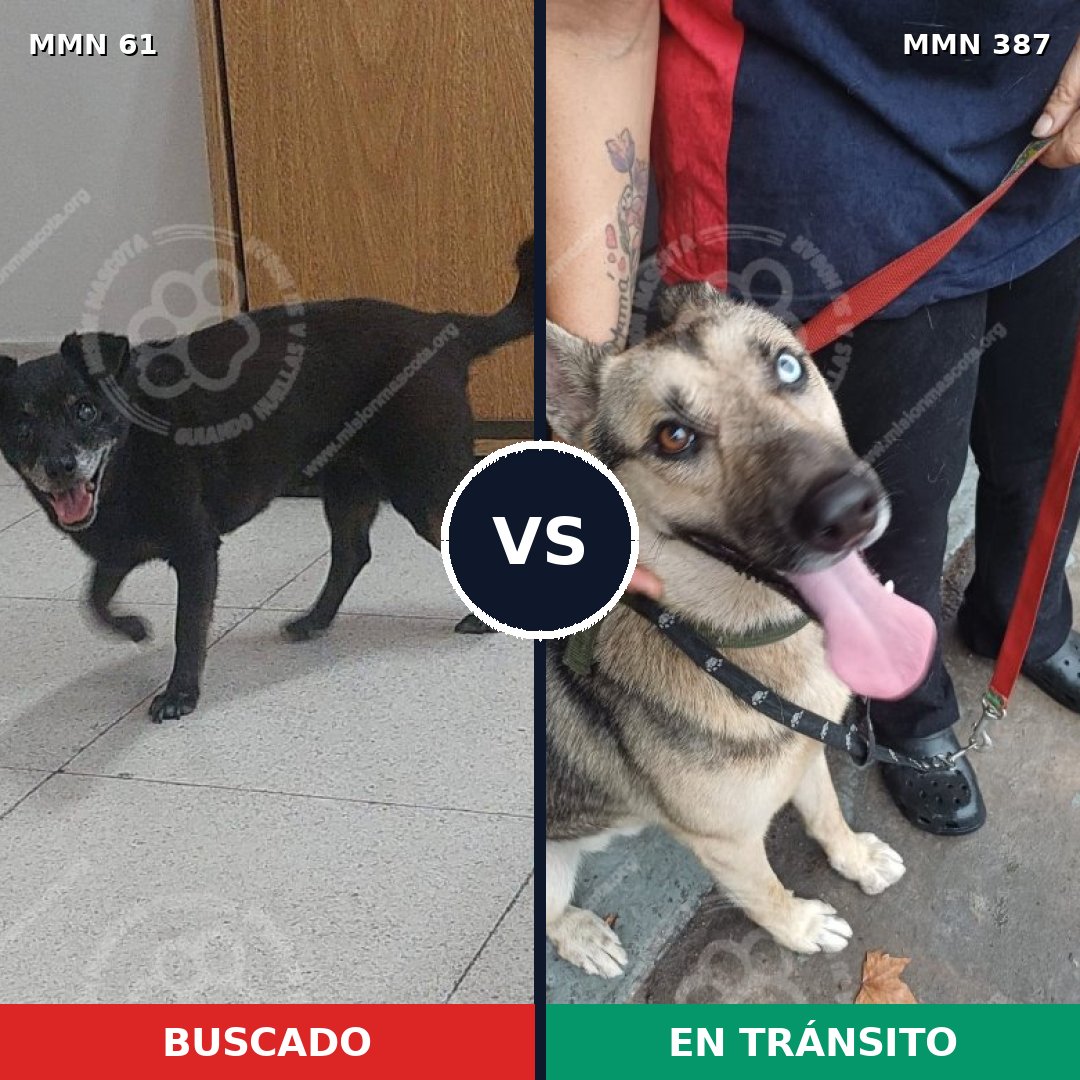 Comparativa MMS 2268: mascota perdida y mascota encontrada, 39% de similitud
